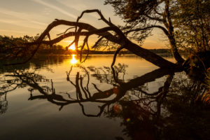 Eine Kiefer am Ufer des Großen Ostersee bei Iffeldorf spiegelt sich mit Sonnenstern im Wasser. Eine Kiefer am Ufer des Großen Ostersee bei Iffeldorf spiegelt sich mit Sonnenstern im Wasser.
